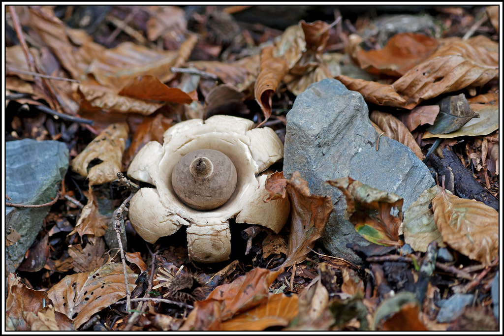 champignon(789)Géastre_à_3_couches(Geastrum_triplex).jpg