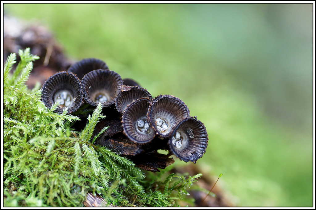 champignon(790_799)Cyathe_strié(Cyathus_striatus).jpg