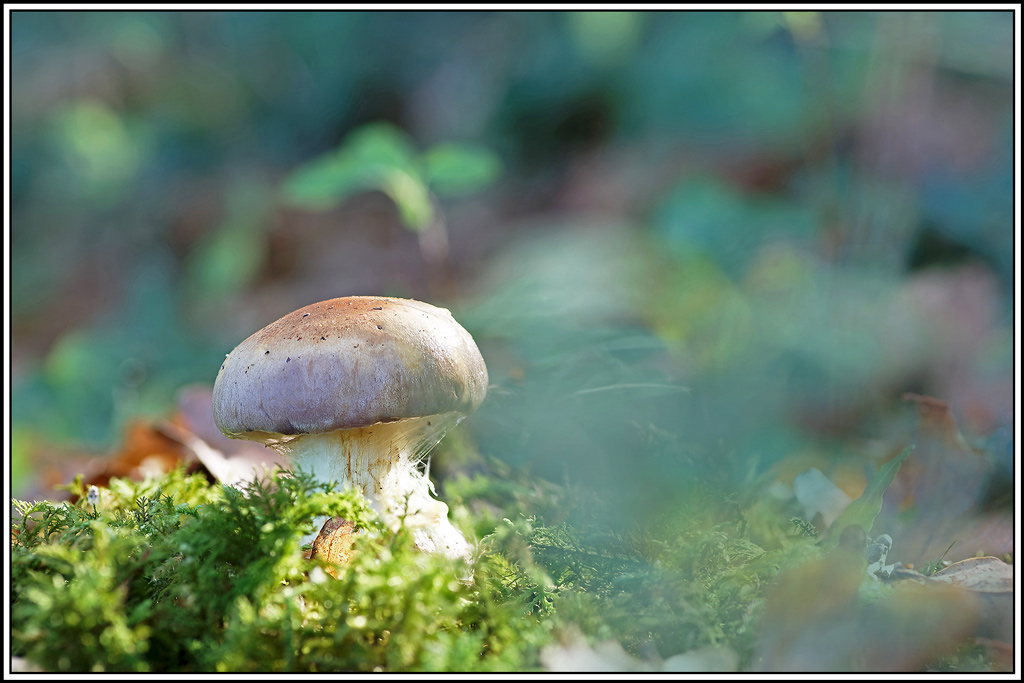 champignon(843_846)Cotinaire_pourpre(Cortinarius-purpurascens).jpg