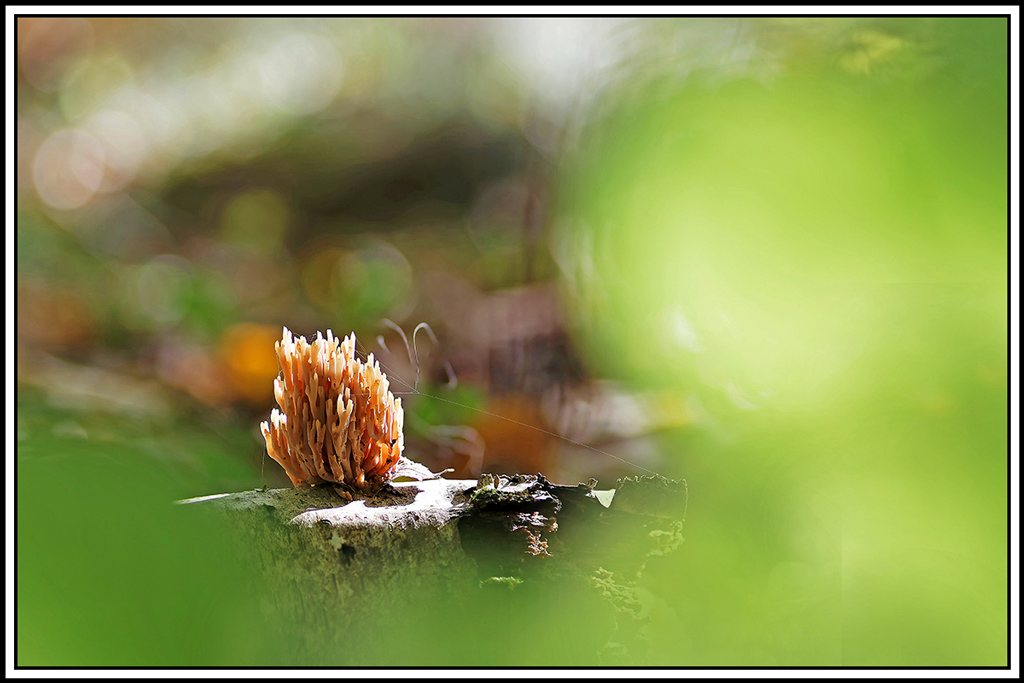 champignon(849_854)Clavaire_dressée(Ramaria_stricta).jpg