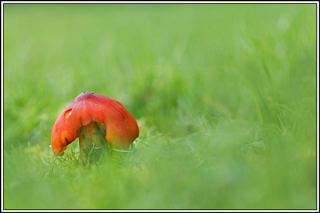 champignon(856_860)Hygrocybe_conique(Hygrocybe_conica).jpg