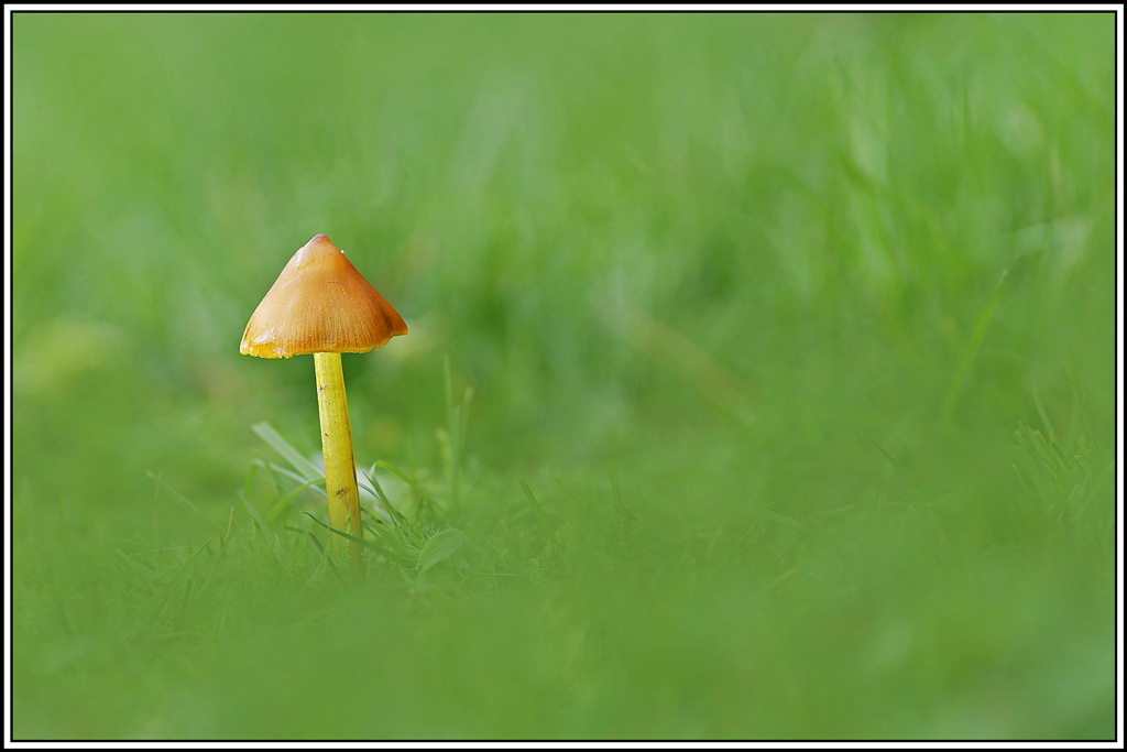 champignon(861_866)Hygrocybe_conique(Hygrocybe_conica).jpg