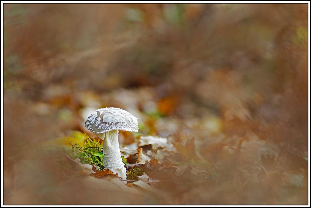 champignon(868_872)Amanite_épaisse(Amanita_excelsa).jpg