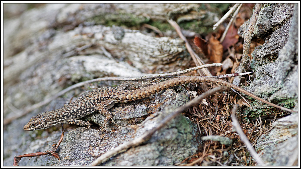 Lezard_des_murailles(Podarcis_muralis)(2).jpg