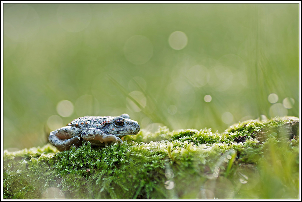 crapaud_accoucheur(51_56).jpg