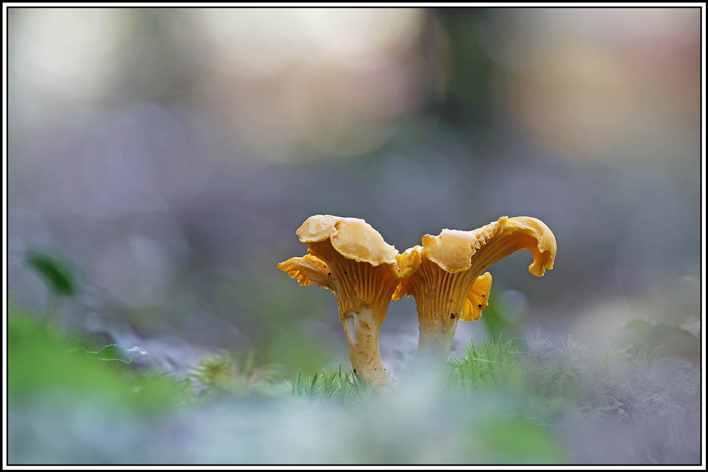 champignon(820_831)Girolle(Cantharellus-cibarius).jpg