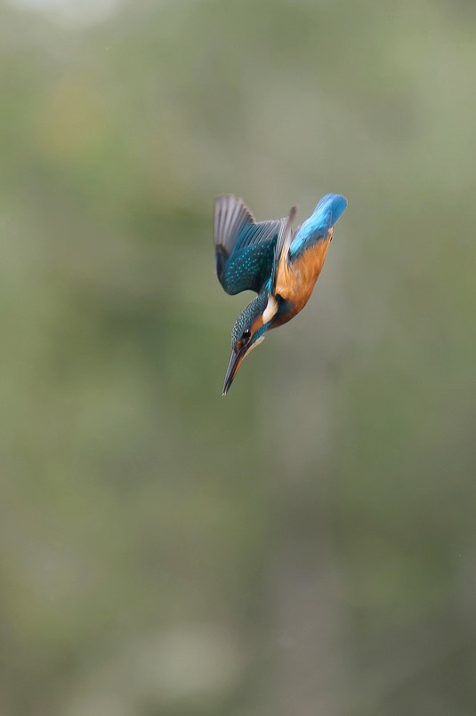le plongeon.jpg