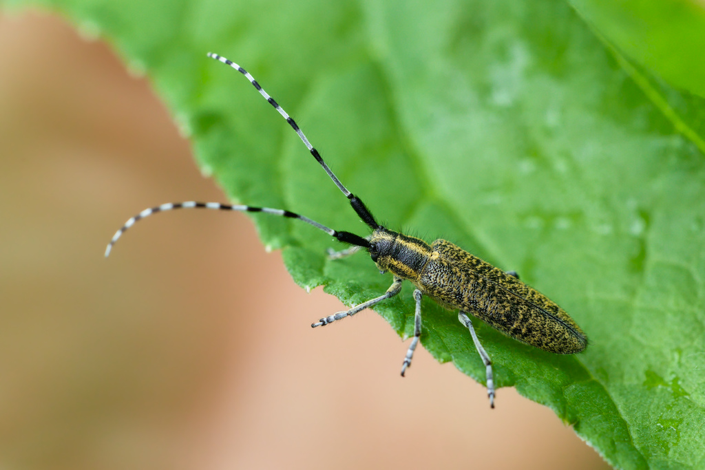 Agapanthia villosoviridescenS1.jpg