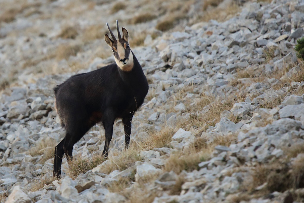 1889 Chamois.JPG