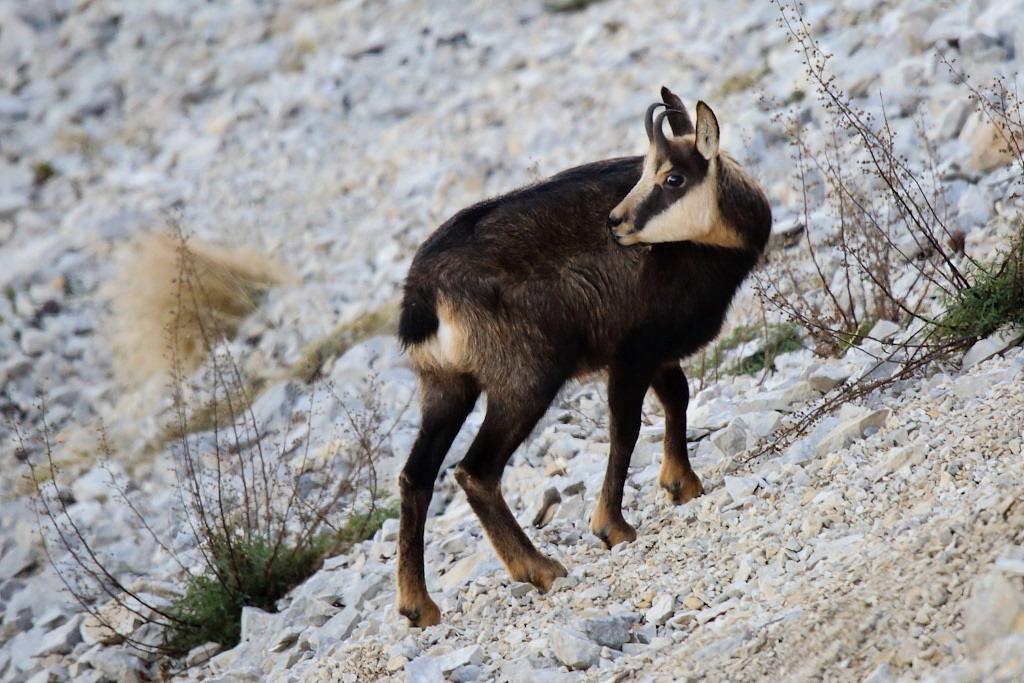 1890 Chamois.JPG