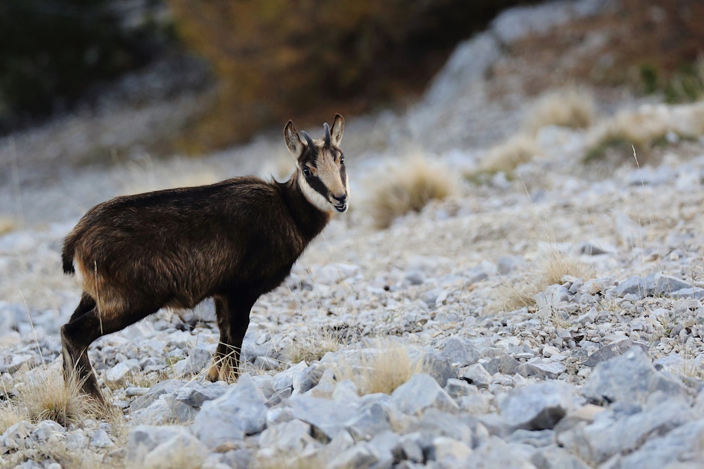 1891 Chamois.JPG