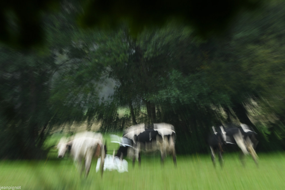 DSC_9399_001DSC_9399.JPG