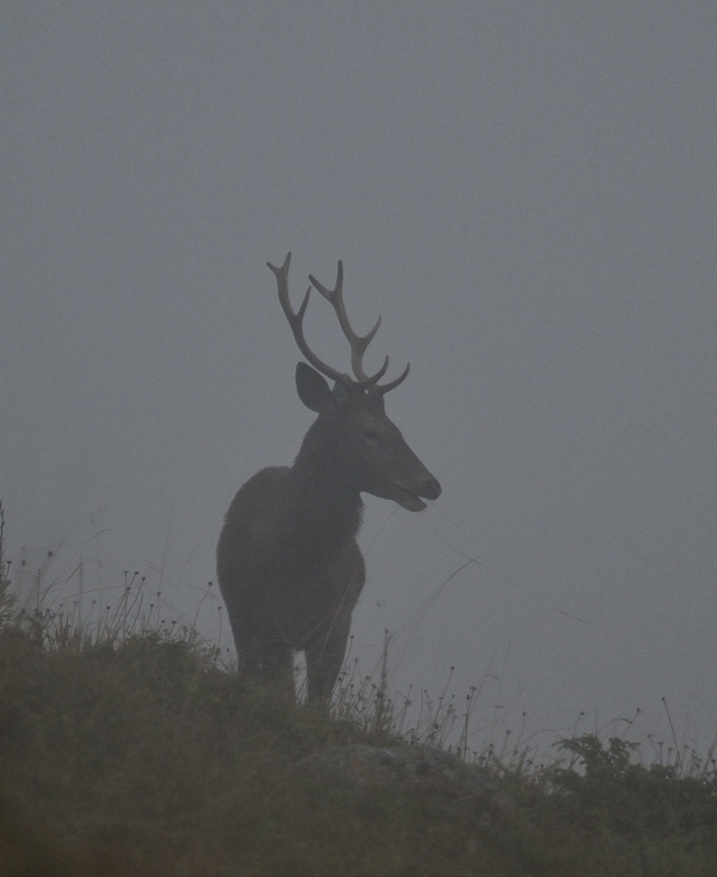 ZSC_9047.jpg