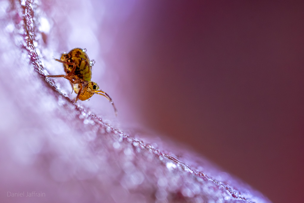 Image et Nature-1-94.jpg