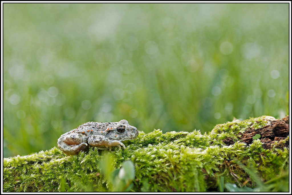 crapaud_accoucheur(36_43).jpg