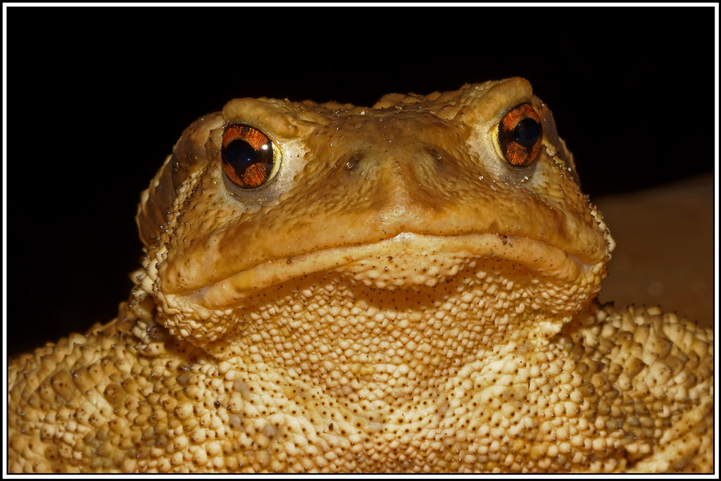 crapaud_commun(35).jpg