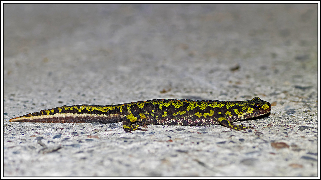 Triton_marbré(Triturus_marmoratus)(1).jpg