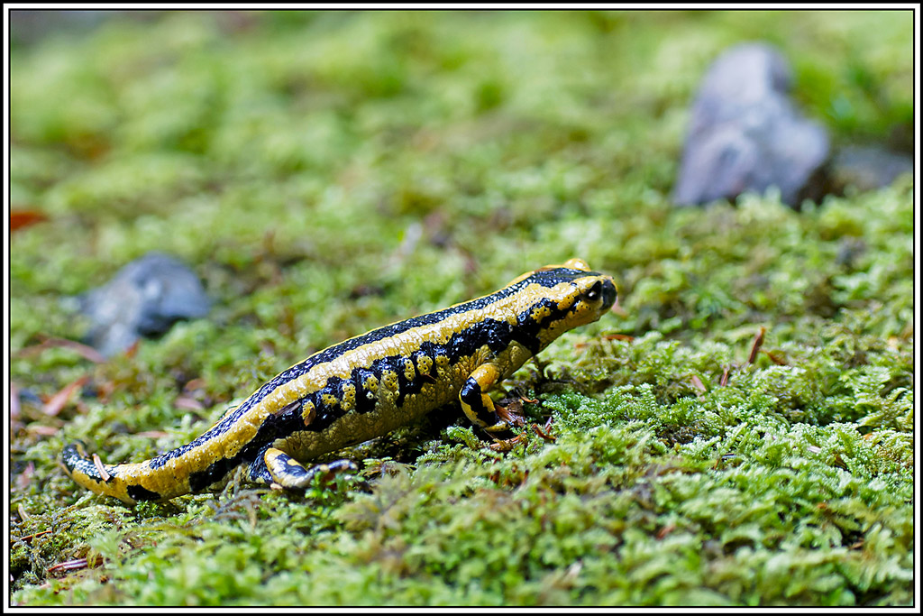salamandre(20).jpg