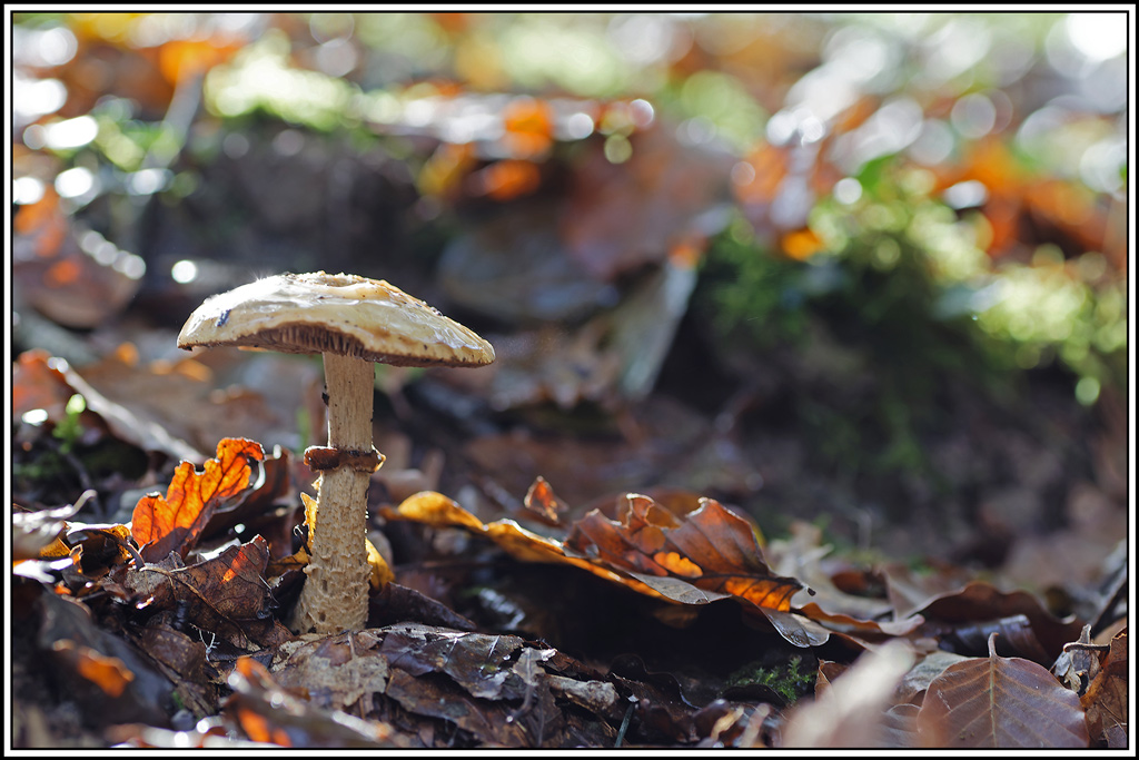 champignon(842)Cortinaire_pourpre(Cortinarius-purpurascens).jpg