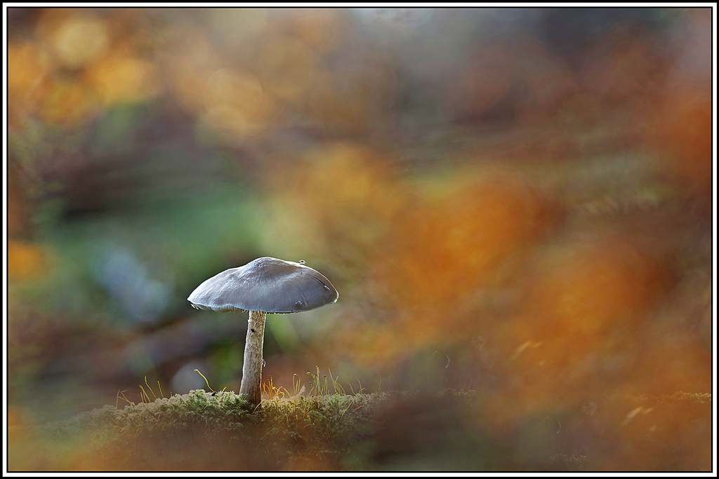 champignon(884_888)Plutée_couleur_de_cerf(Pluteus_cervinus).jpg