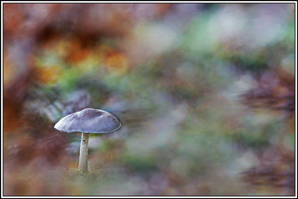 champignon(892_895)Plutée_couleur_de_cerf(Pluteus_cervinus).jpg