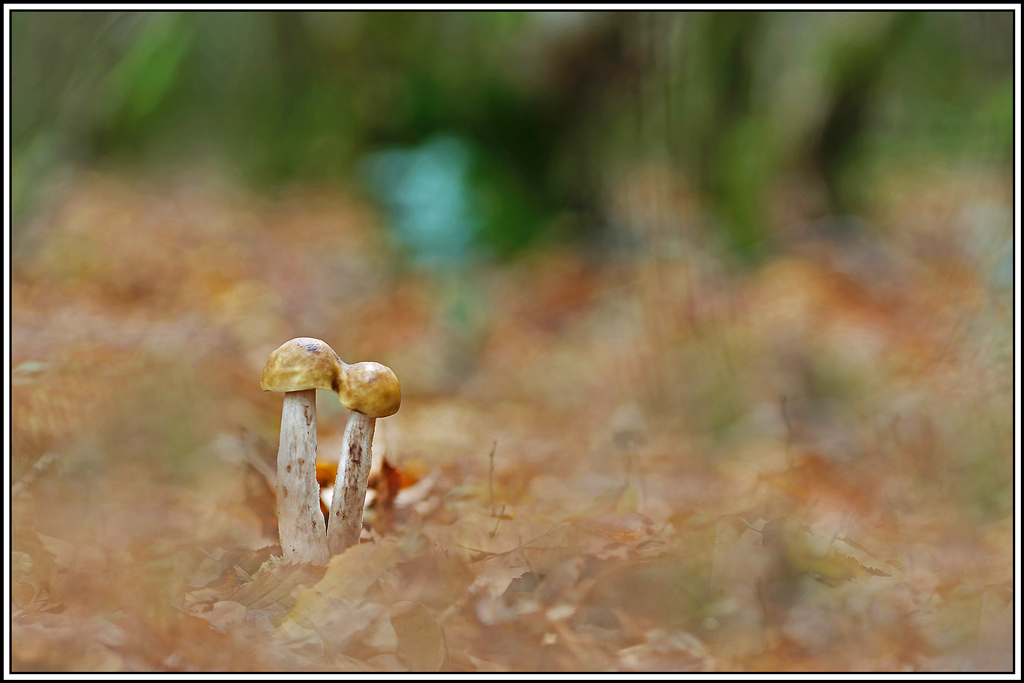 champignon(877_878)Bolet_blanc_des_marais(Leccinum_holopus).jpg