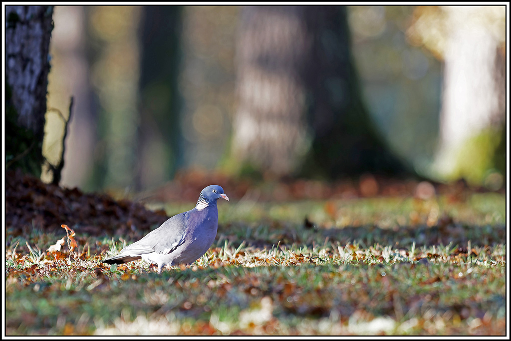 palombe(89)biosphoto.jpg