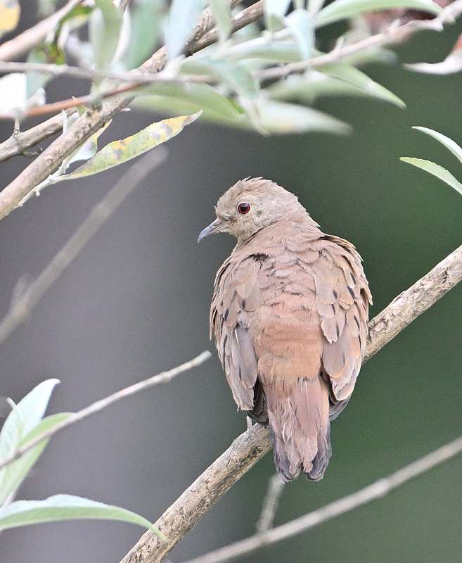 ZSC_5891.jpg