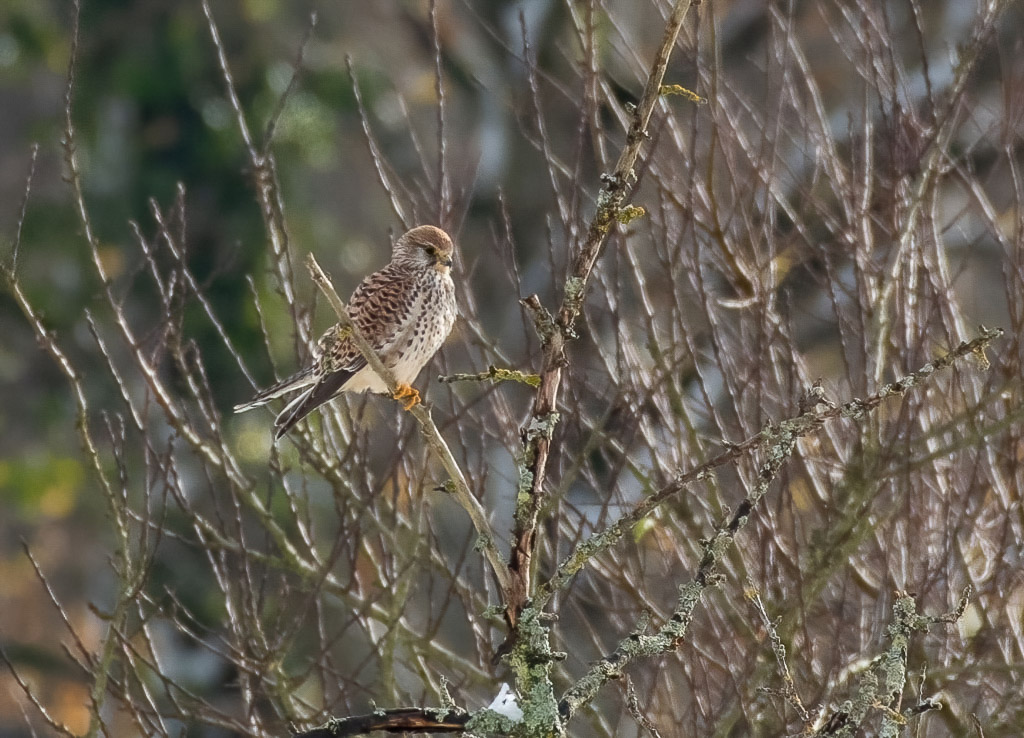 Faucon crécerelle -1-.jpg