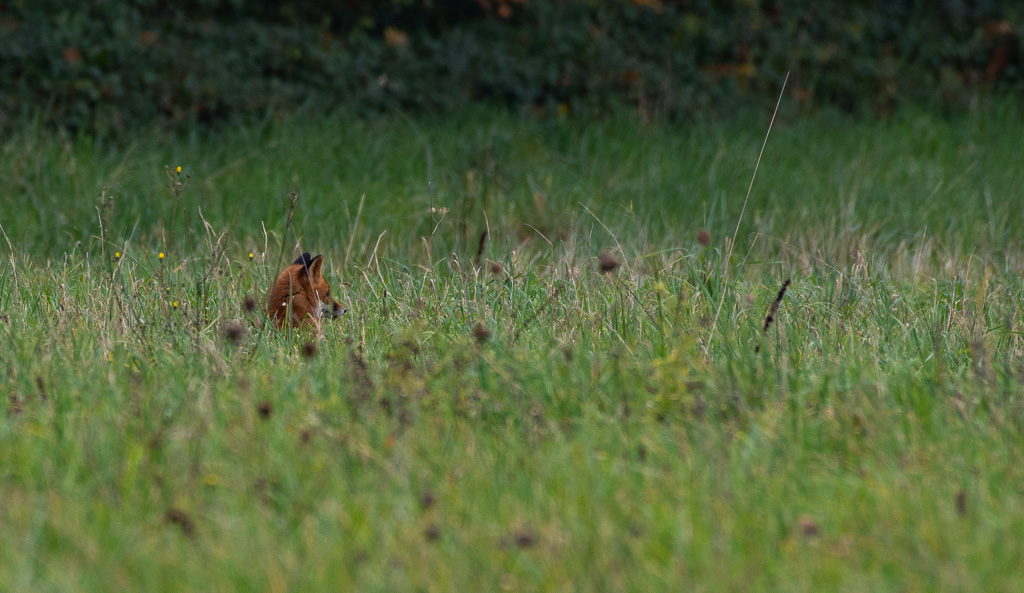 Renard -0-.jpg
