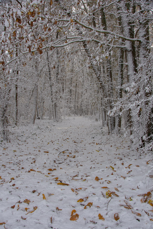 Neige novembre 2024 -6-.jpg
