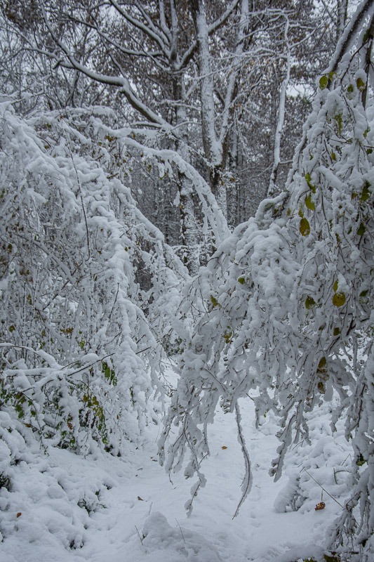 Neige novembre 2024 -8-.jpg