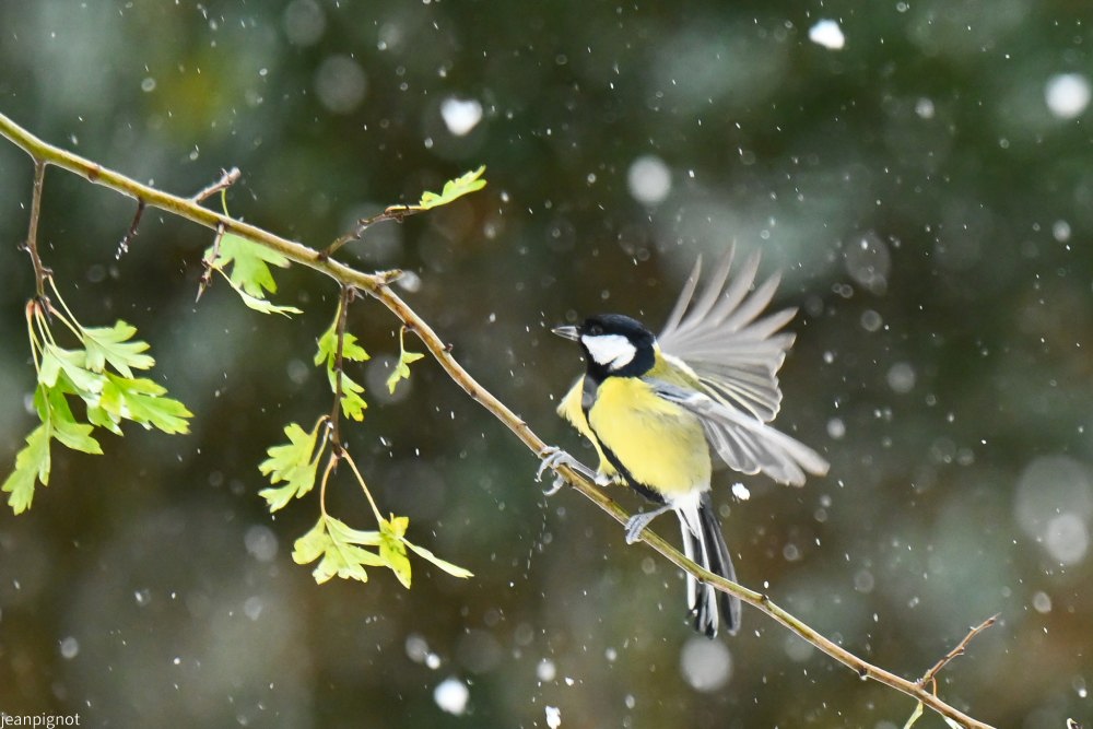 DSC_6631_001DSC_6631.JPG