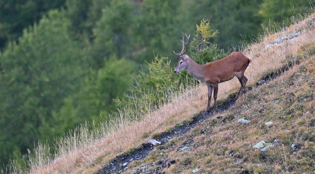 ZSC_9191.jpg