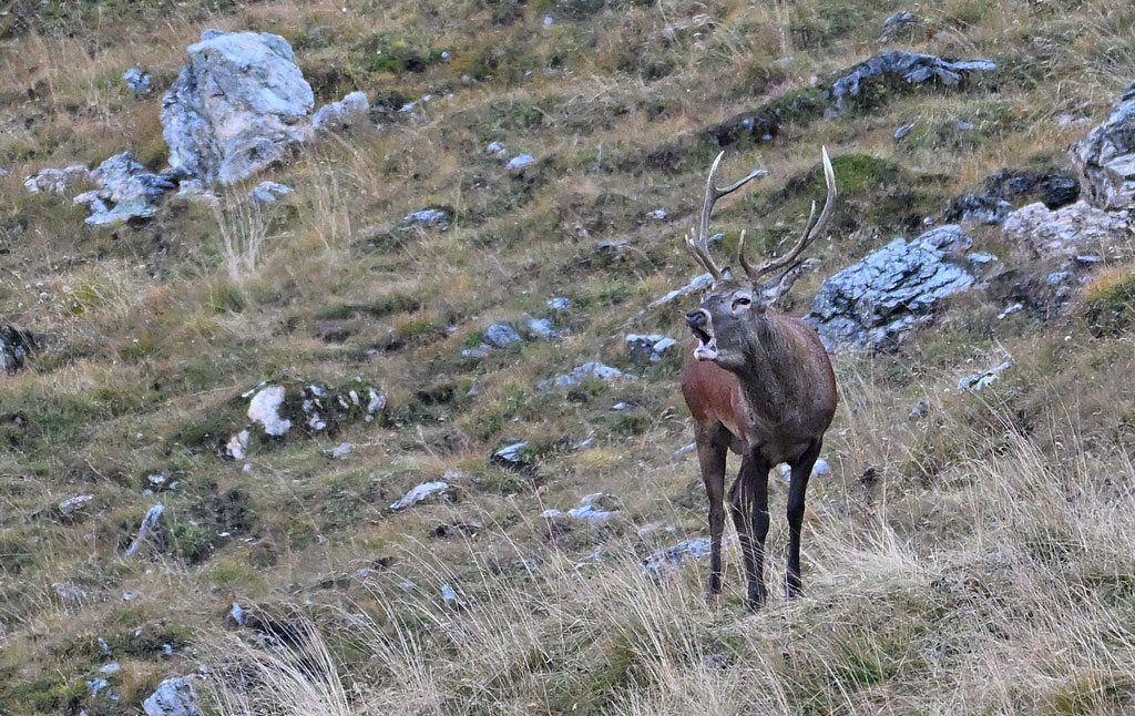 ZSC_9200.jpg