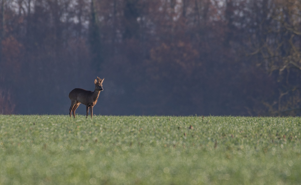 Chevreuil -5-.jpg