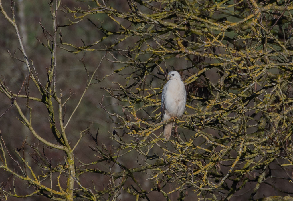 Buse blanche -0-.jpg