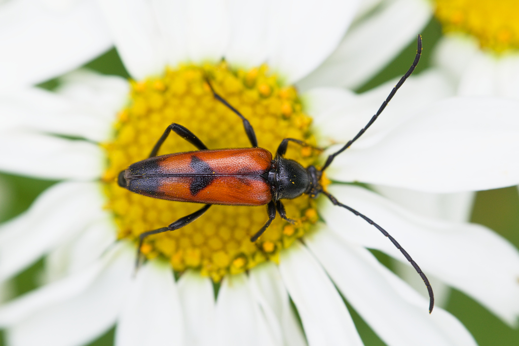 Stenurella bifascIAta.jpg