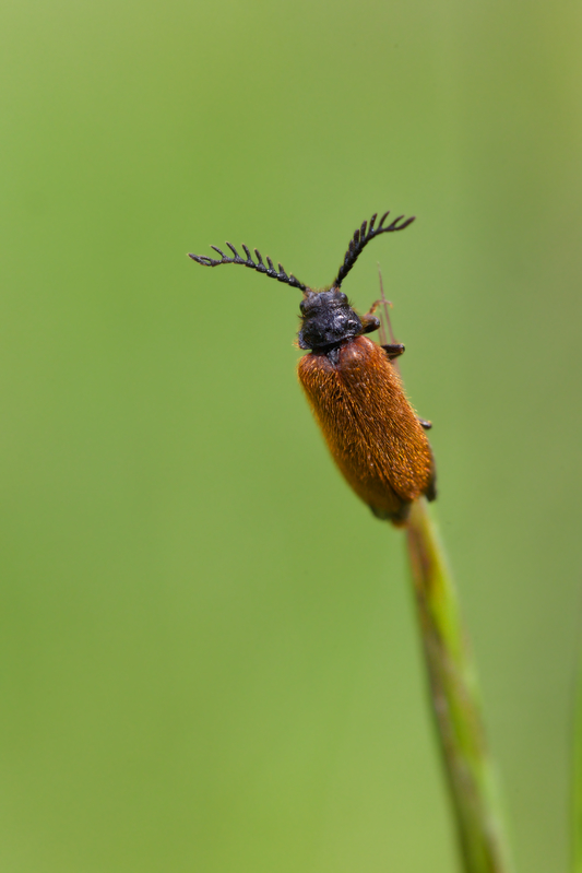 Drilus flavescens5.jpg