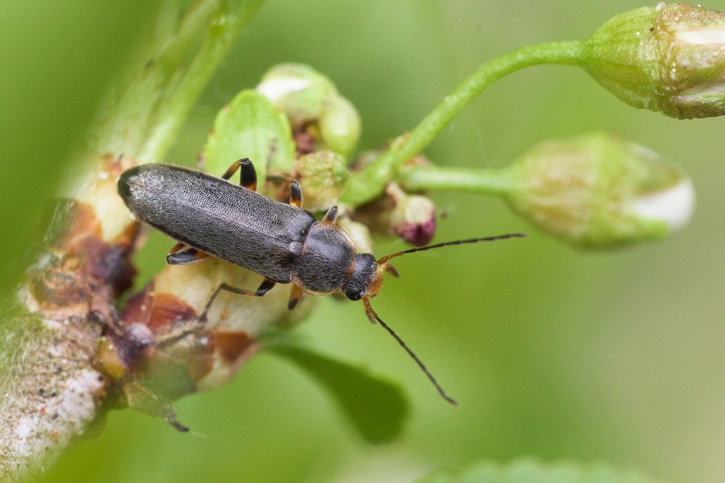 Osphya bipunctata4.jpg