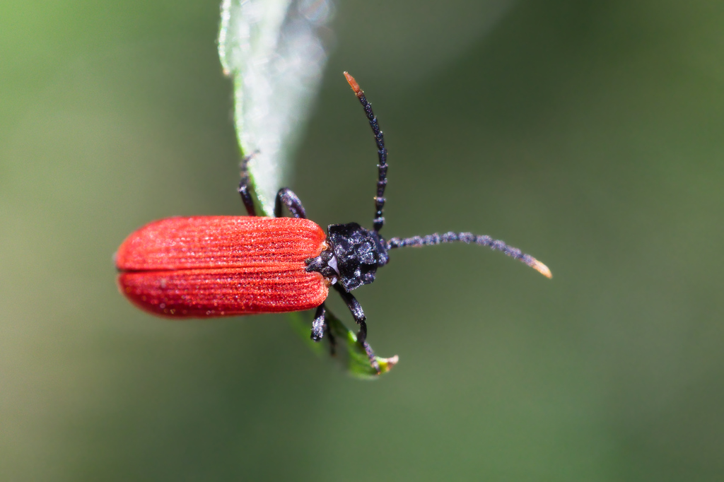 Platycis minutus3.jpg