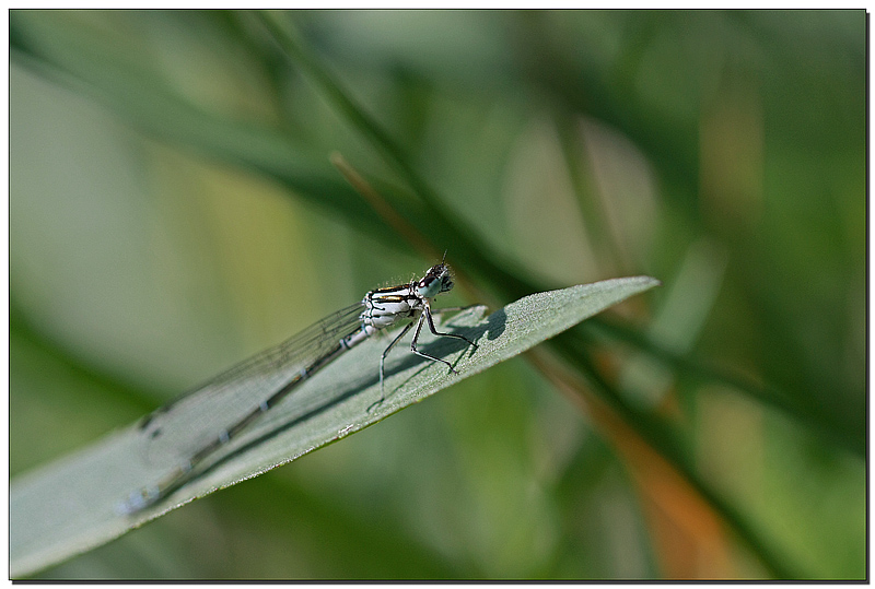 agrion.jpg