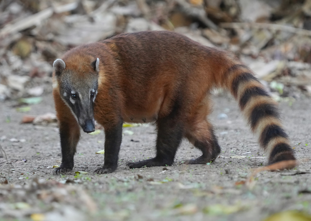 7-Coati fem -.JPG
