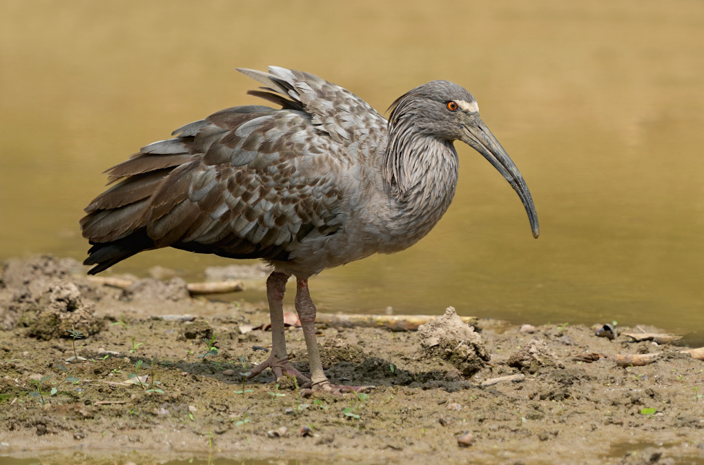 11-Ibis plombé -  Pantanal(t).JPG