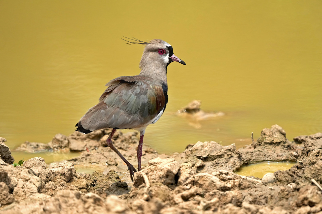 10-Vanneau téro - Pantanal(t).JPG