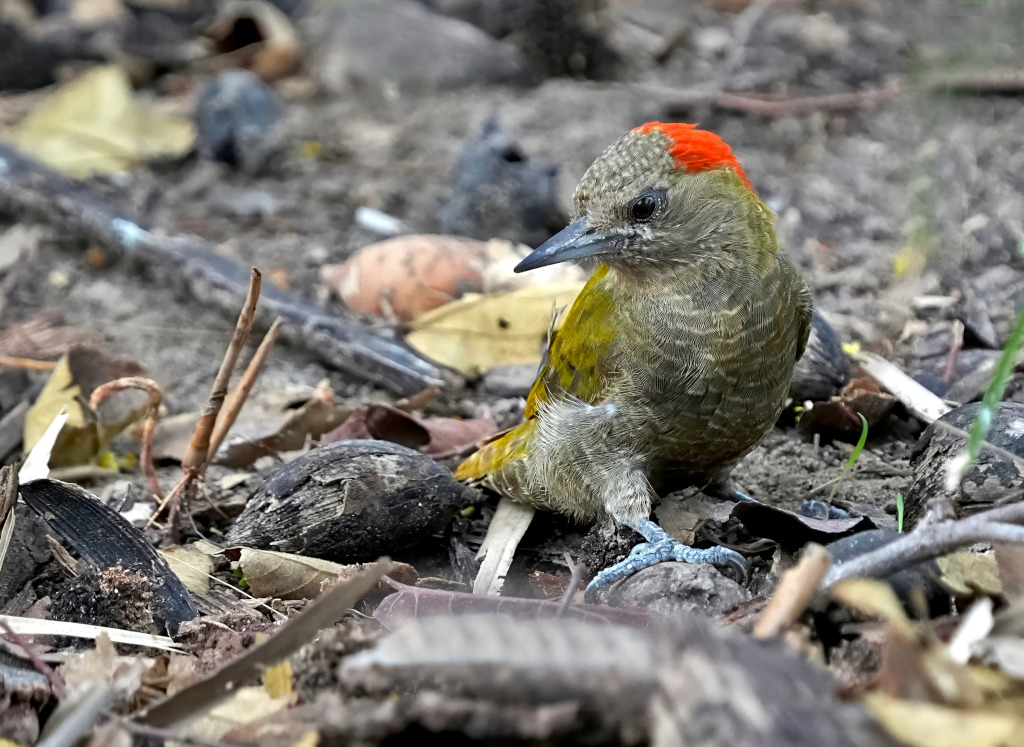 15-Pic passerin - Pousada alegr(t).JPG
