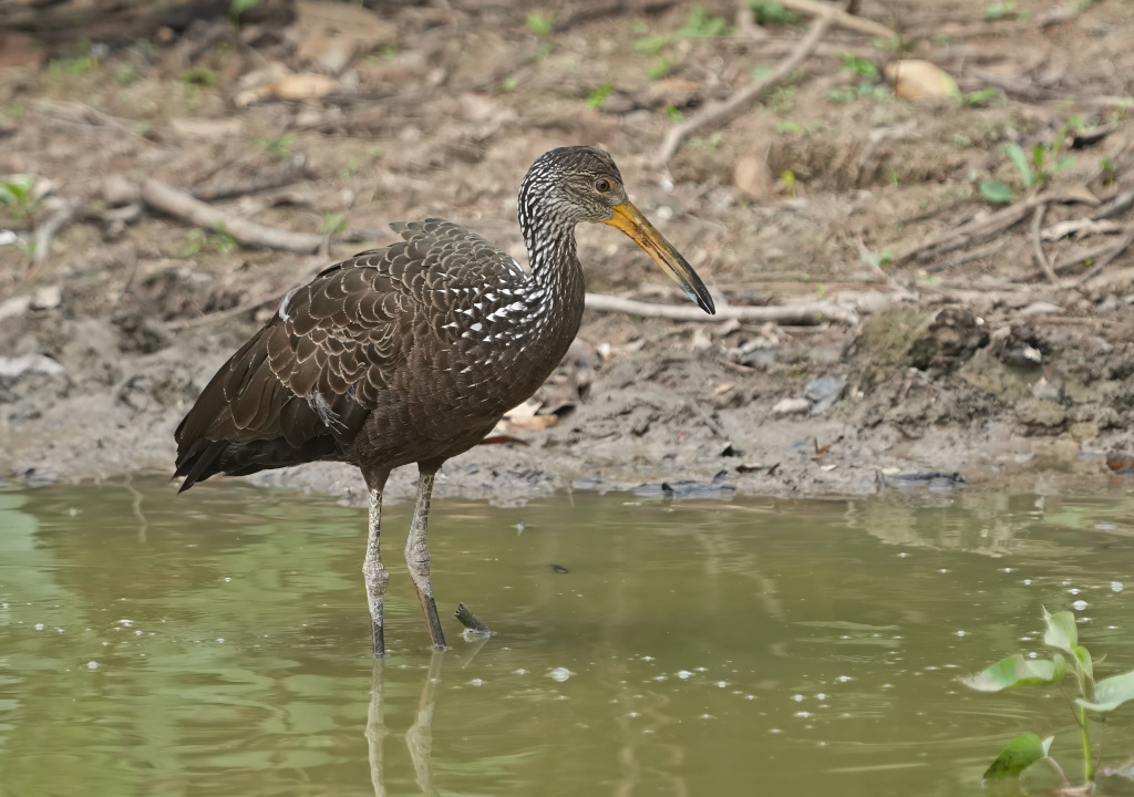18-Courlan brun - Pantanal(t).JPG