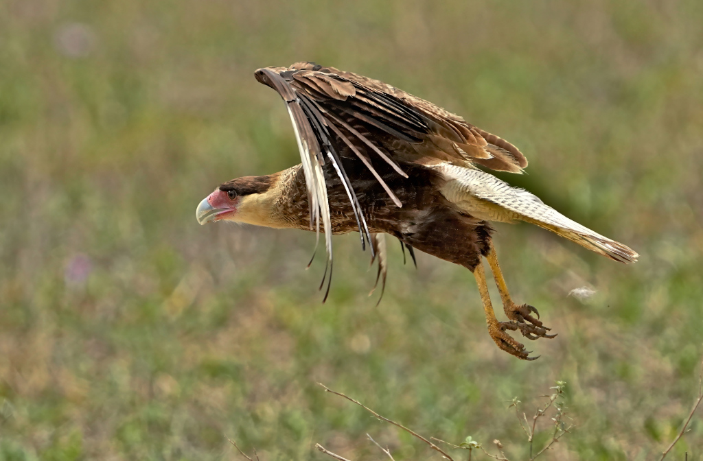 20-Caracara huppé - Pous(t).JPG
