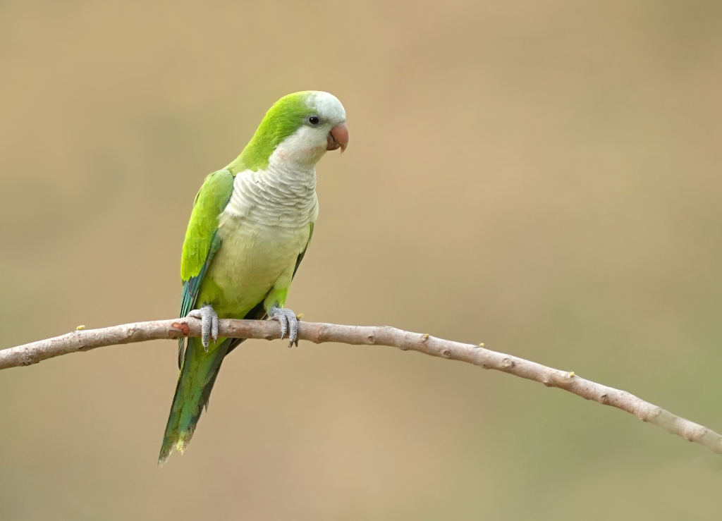 22-Conure veuve - Pantanal(t).JPG