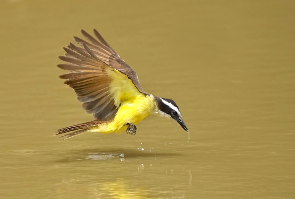 23-Tyran quiquivi - Pantanal(t).JPG
